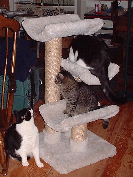 Cats 8/20/05 Photo #2